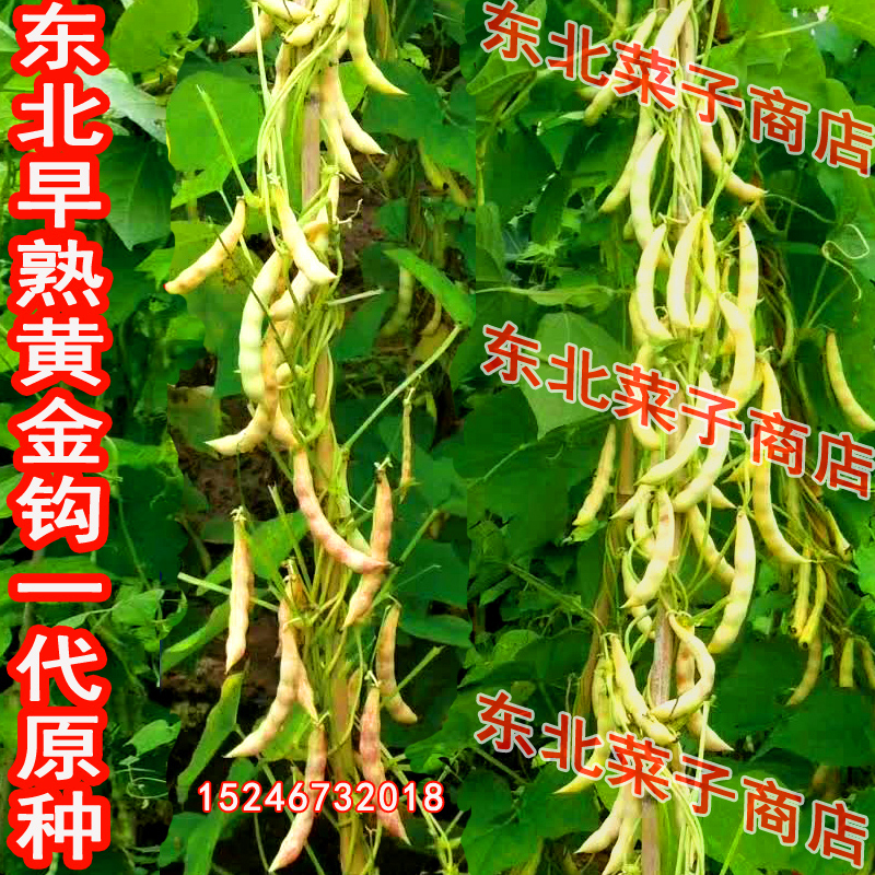 东北早熟黄金弯勾种子无筋