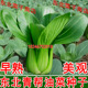 大棚露地 春秋早熟美观 青帮油菜种子 原装 东北青梗菜种子