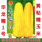 黄粘糯玉米种子100克 原西育甜糯888 新东北黄黏玉米籽 华龙糯1号
