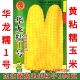 黄粘糯玉米种子100克 原西育甜糯888 新东北黄黏玉米籽 华龙糯1号