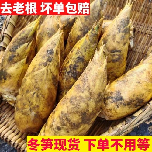 四川宜宾冬笋现挖现发5斤大冬笋