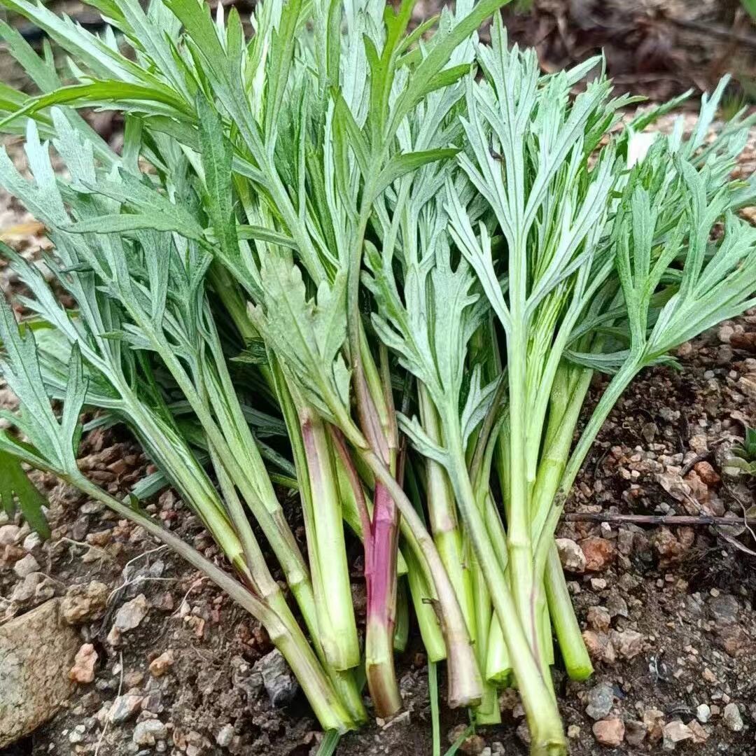 柳蒿芽东北特产山野菜野生柳芽柳蒿山菜保鲜新鲜袋装新采摘海拉尔