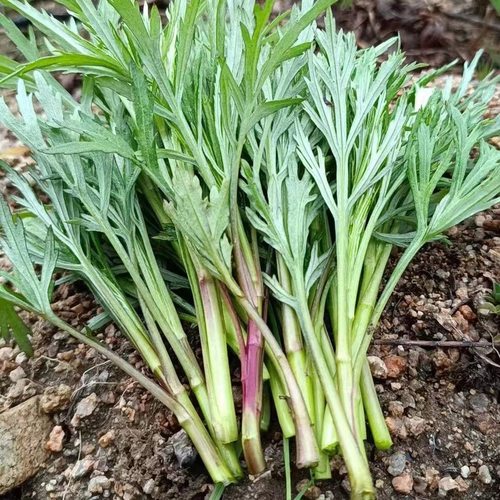 柳蒿芽东北特产山野菜野生柳芽柳蒿山菜保鲜新鲜袋装新采摘海拉尔