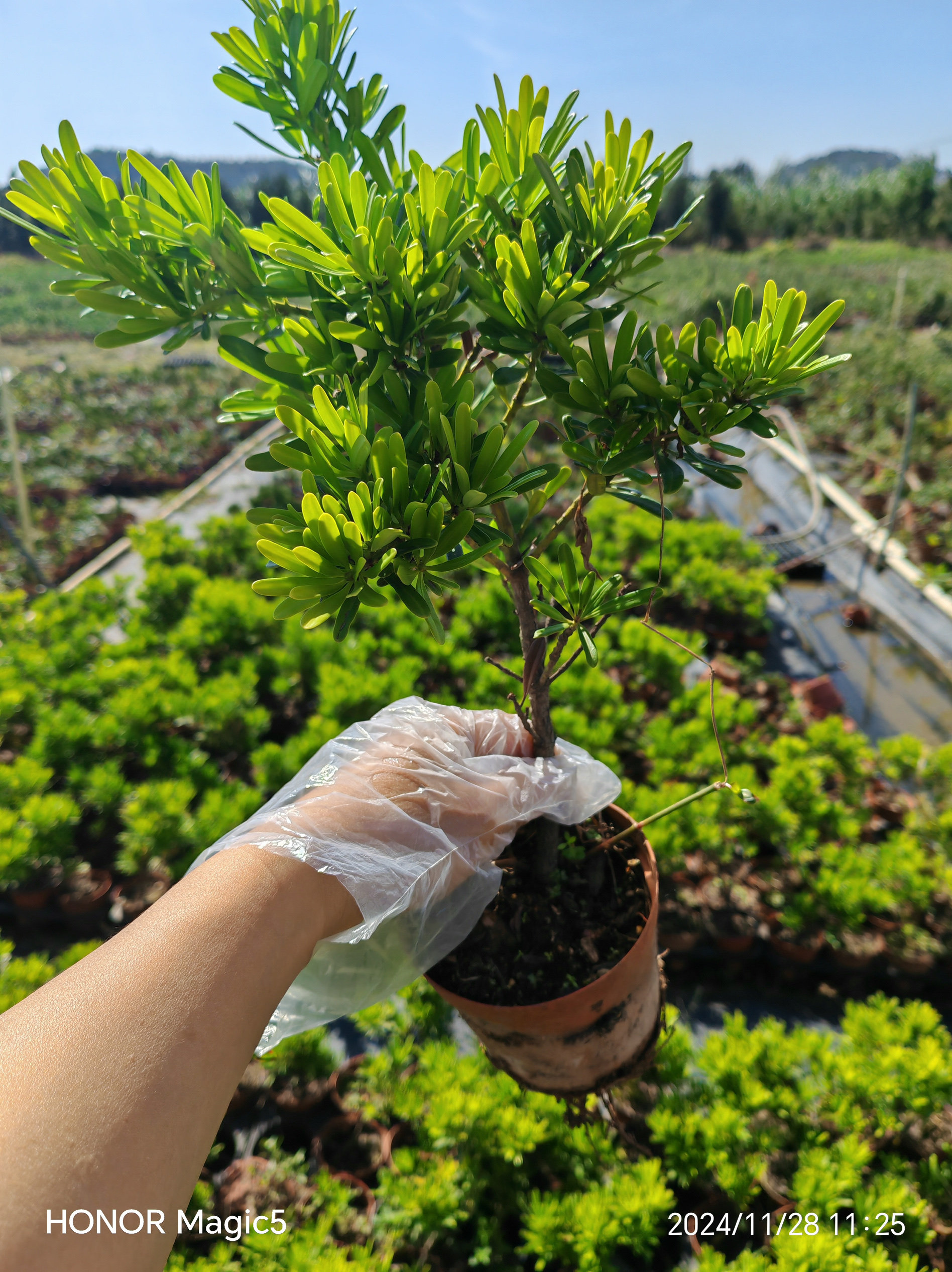 黄金钻罗汉松黄金芽罗汉松罗汉松树苗庭院绿植阳台盆栽名贵树种