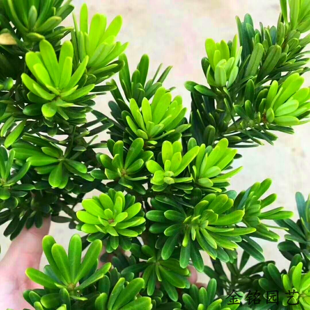 兰屿海岛罗汉松树苗菊花心 台湾金钻罗汉松 四季常青绿植名贵树种