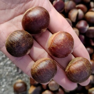 野生小板栗贵州深山小毛栗栗子油栗板栗栗小颗粒炒栗子小油栗新鲜