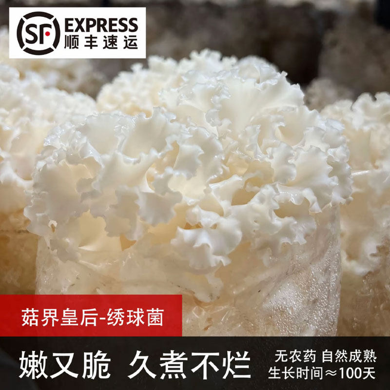 新鲜采摘 绣球菌 纯净水浇灌绣球菇 顺丰苏州发货,水产肉类/新鲜蔬果/熟食,新鲜松茸/菌菇,淘宝优惠券,粉丝福利购,淘宝优惠卷
