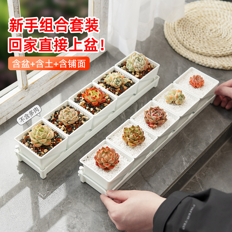 美莳长条形多肉花盆含盆含土套餐