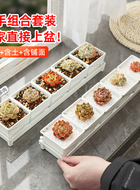 美莳多肉花盆套装组合长条形透气控根塑料植物带托盘含营养土套餐
