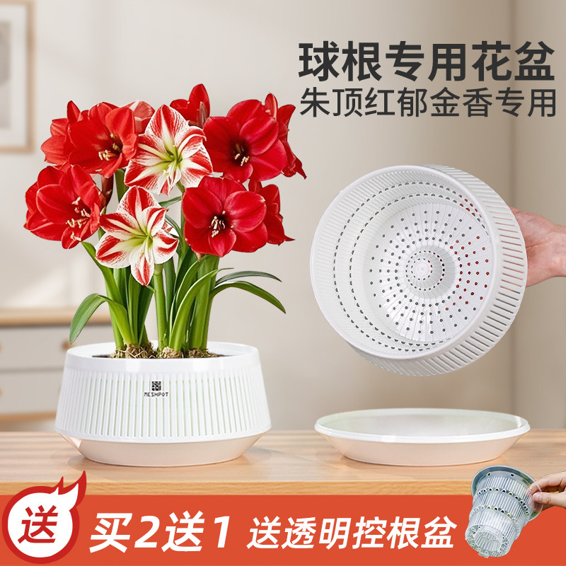 美莳球根专用花盆朱顶红郁金香水仙土培半水培控根青山轻奢高级感
