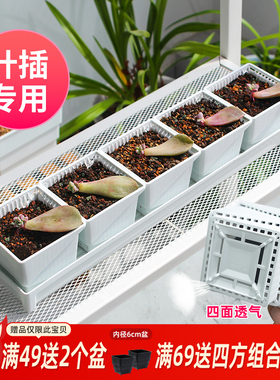美莳多肉叶插育苗花盆长方形硬质塑料白色大小号播种营养钵带托盘