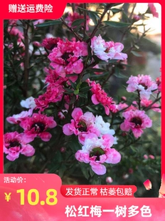 松红梅花卉带花苞多色盆栽客厅阳台庭院花卉盆栽四季 开花好养耐寒