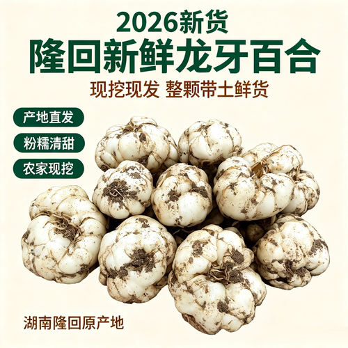 湖南邵阳隆回正宗龙牙百合新整颗现挖农家自种无硫粉糯食用鲜百合