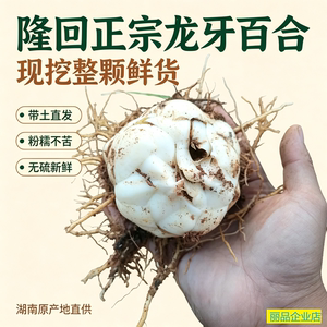 隆回龙牙鲜百合现挖无硫粉糯清甜