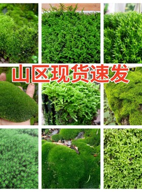 鲜活苔藓农村现采现发微景观材料