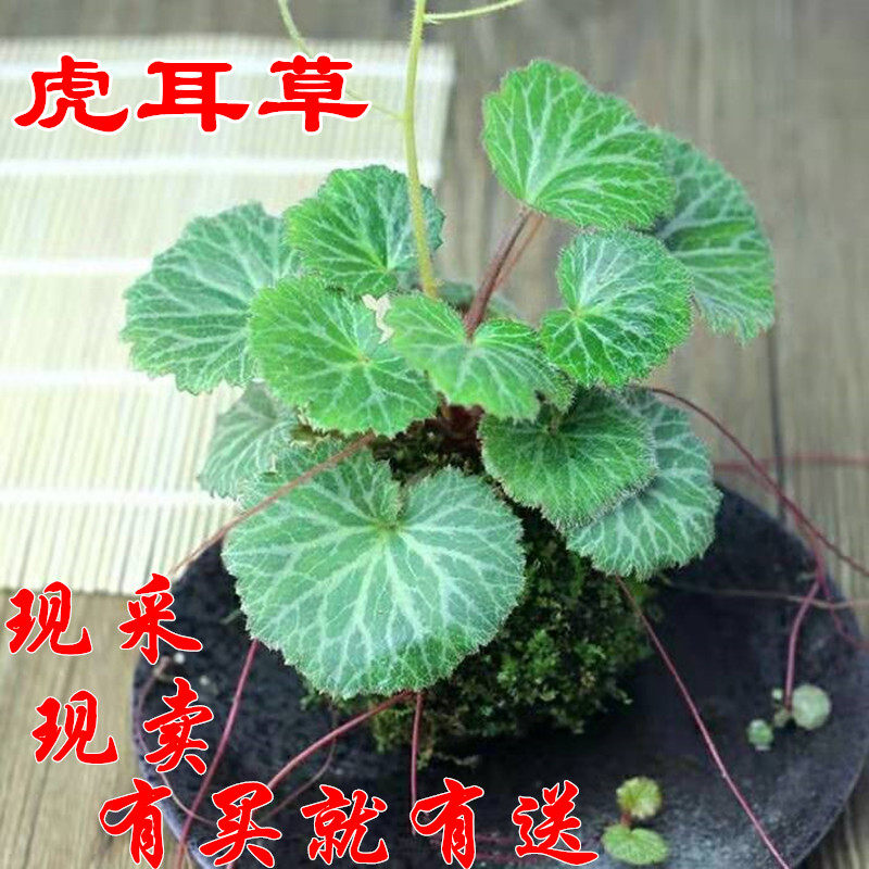 新鲜虎耳草可种植中药材煮水药用植物滴耳朵草本中草药绿植盆栽