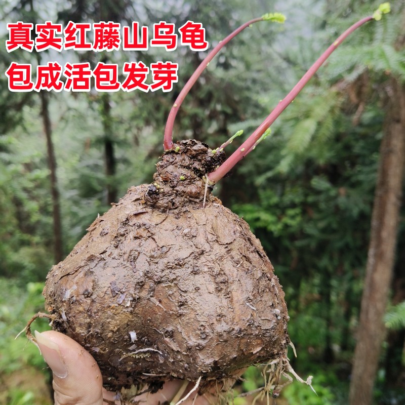 红藤山乌龟金不换植物盆栽圆叶懒人绿植室内水培阳台客厅观叶爬藤