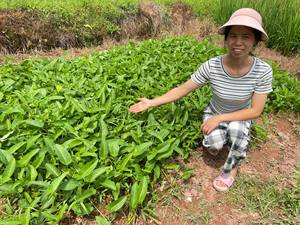 江西农村爬藤新鲜水空心菜藤藤菜通心菜种的空心菜