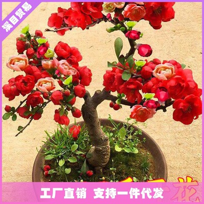 Begonia potted seedlings with double petal crown, potted la