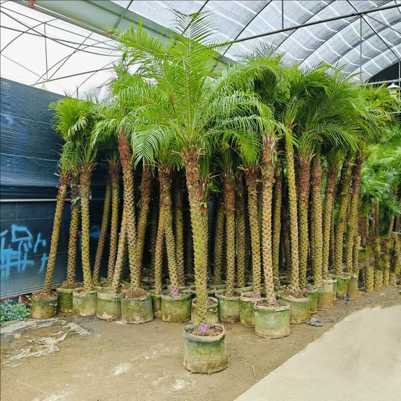 针葵椰子树盆栽一物一拍植物小苗