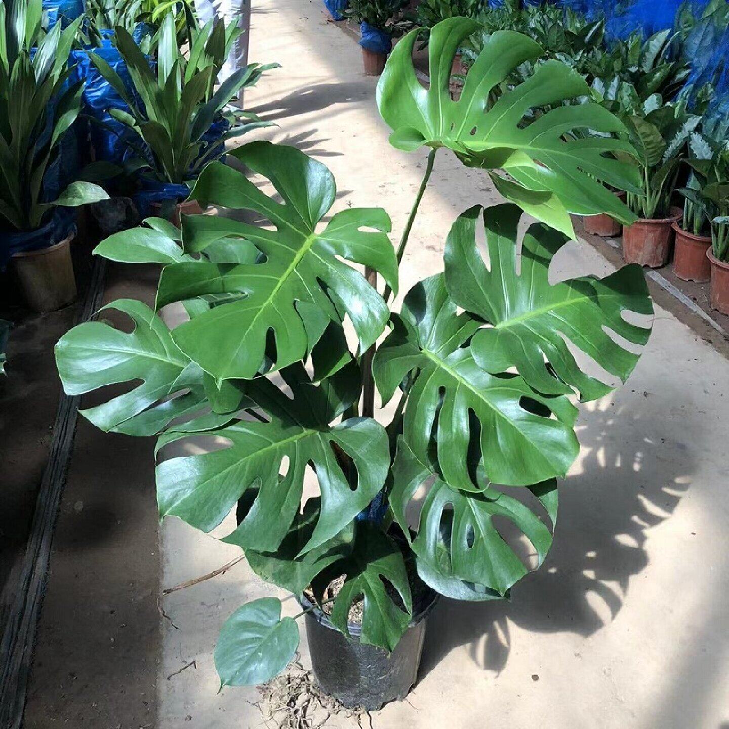 龟背竹绿植办公室阳台四季好养图片