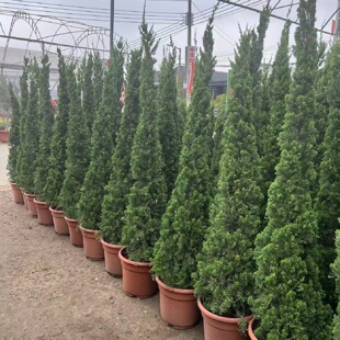 龙柏树苗盆栽圆柏圣诞树盆景小大号塔柏龙柏墓前树球松龙柏树绿植