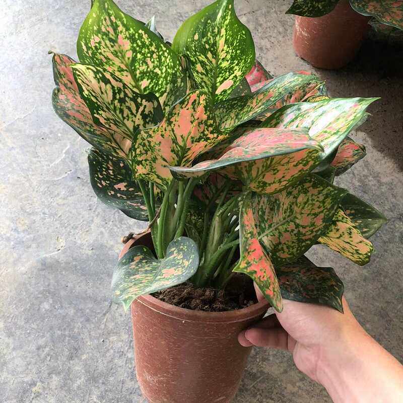 如意皇后盆栽室内吉祥高贵花卉客厅书房办公室水培观叶万年红植物