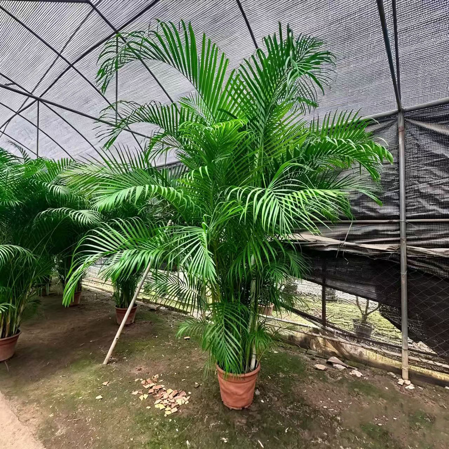 散尾葵老桩凤尾葵树椰子树室内大型客厅高级植物盆栽室外庭院绿植