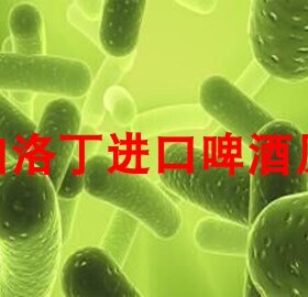 嗜酸乳杆菌 Lactobacillus Acidophilus 酸啤原料 20升啤酒用量