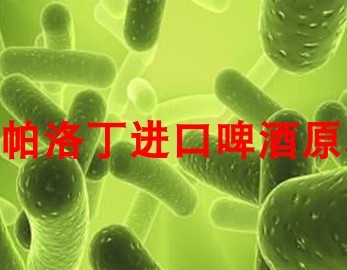 嗜酸乳杆菌 Lactobacillus Acidophilus 酸啤原料 20升啤酒用量