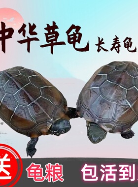 中华草龟活物包活外塘精品草龟长寿龟观赏龟墨龟金线龟宠物小乌龟