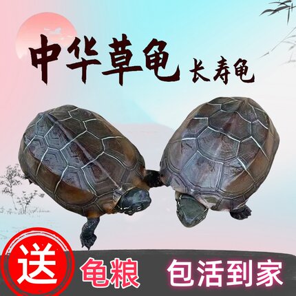 中华草龟活物包活外塘精品草龟长寿龟观赏龟墨龟金线龟宠物小乌龟