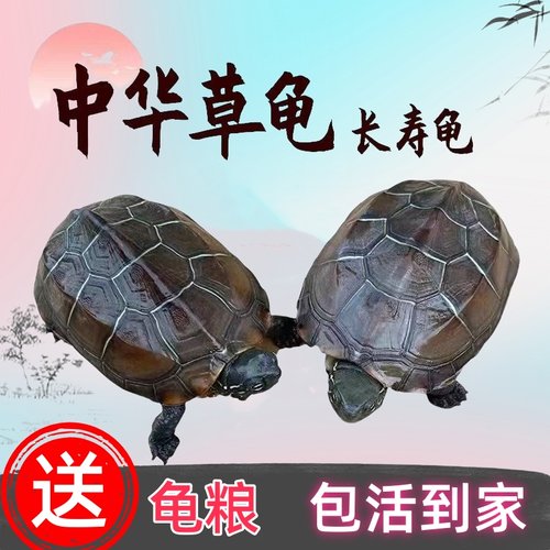 中华草龟活物包活外塘精品长寿龟