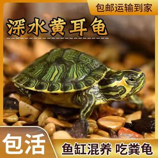 深水黄耳龟活体鱼缸混养吃粪龟包邮运输到家观赏宠物龟可深水