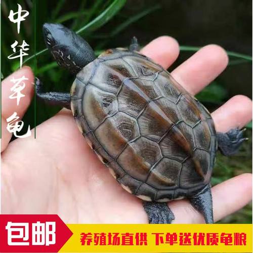 包邮包活到家好养活的中华草龟