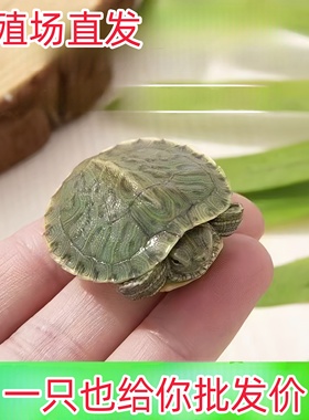 巴西龟活物红耳龟小乌龟情侣龟乌龟宠活体龟家养活体观赏宠物龟
