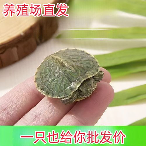 巴西龟活物宠物红耳龟