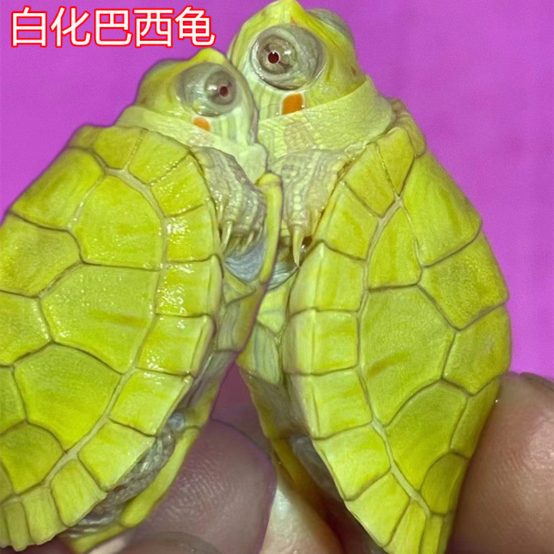 黄金甲宠物龟白化巴西变异红眼观赏龟网红深水鱼缸混养小乌龟活物