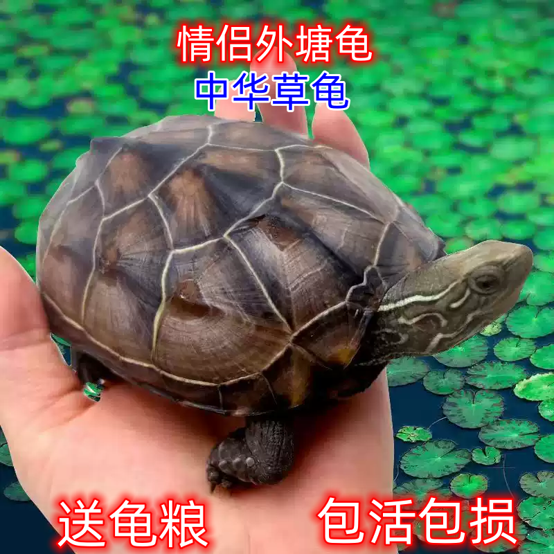小乌龟中华草龟活体宠物龟水陆两栖深外塘水龟苗中小型乌龟