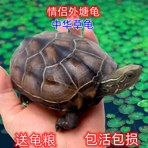 中华草龟活体水陆两栖宠物龟