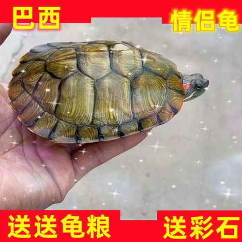 巴西龟送龟粮送彩石好养活乌龟