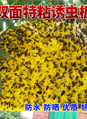 黄色诱虫板粘虫板黏杀沾蚜虫小黑飞茶园果苍蝇贴大棚果园防水包邮