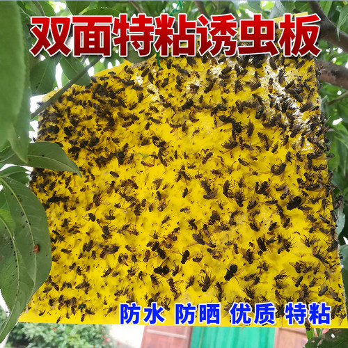 黄色诱虫板小黑茶园苍蝇大棚