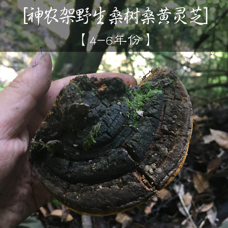 Shennongjia natural wild Mulberry Fleckedflesh Polypore Ganoderma lucidum Each Mountains Pick 250g Full dryin the Traditional nourishing food , Ganoderma , Pruning Ganoderma  category - from Buy2taobao.com to provide professional Taobao agent buy service