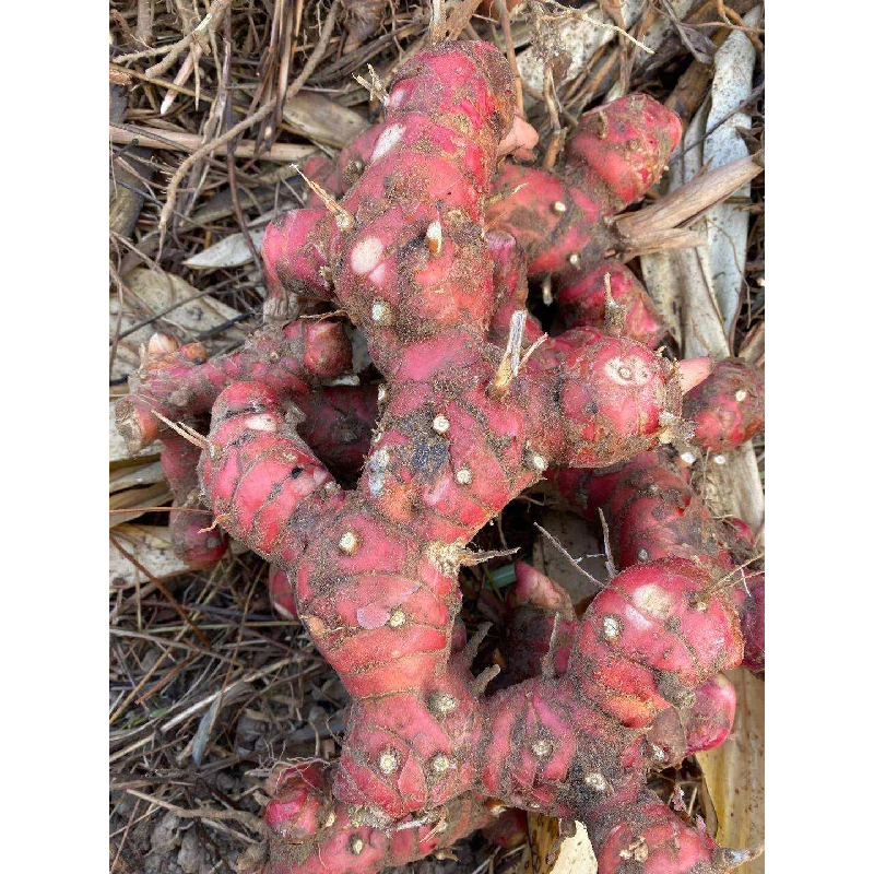 精选南姜红色3年大块 靓姜 新鲜  芦苇姜 牛肉卤味冬阴功汤料包邮,水产肉类/新鲜蔬果/熟食,其它,淘宝优惠券,粉丝福利购,淘宝优惠卷