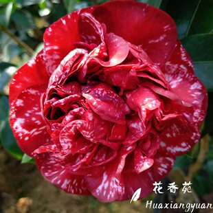 云斑大元帅盆栽茶花庭院阳台室内外名贵稀有精品带白点花卉绿植物