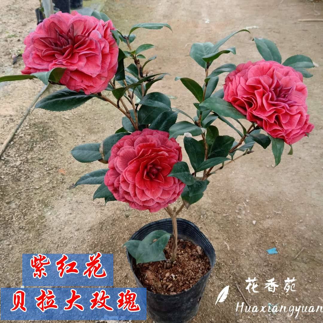 红叶贝拉山茶花树苗紫黑贝拉大玫瑰带盆包邮室内花卉绿植客厅阳台