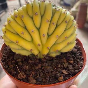 多闻柱缀化锦精品仙人球防幅射甲醛盆栽多肉植物室内花卉盆栽