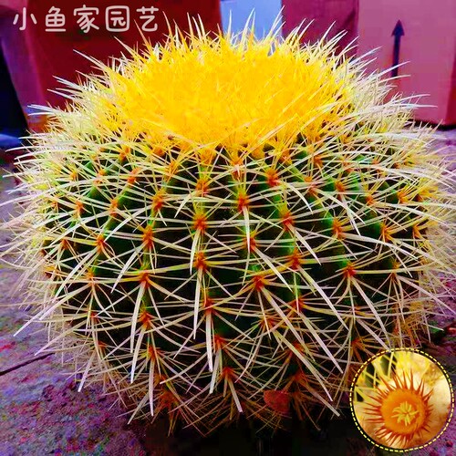 金虎仙人球超大室内盆栽防辐射