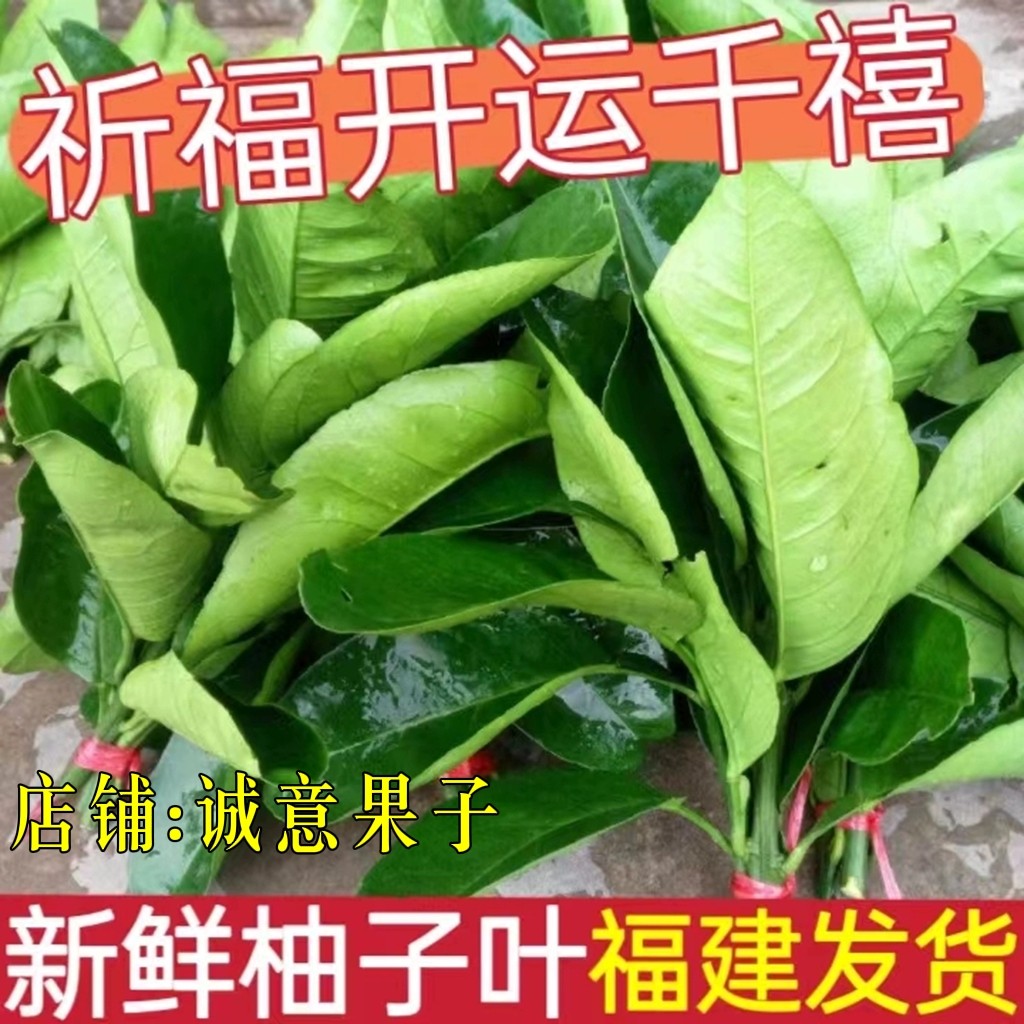 包邮新鲜柚子叶气碌柚带枝叶子树柚子
